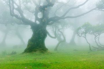 Misty fairytale forest by Chris Stenger