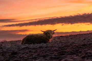 Highland beef by Andre Michaelis