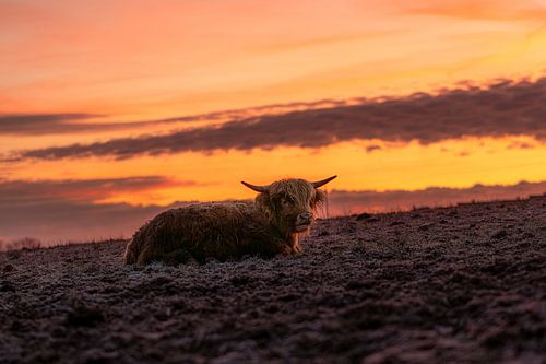Bœuf des hautes terres