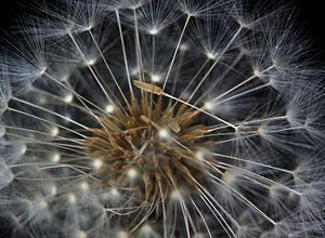 Uitgebloeide Paardenbloem van MSP Canvas