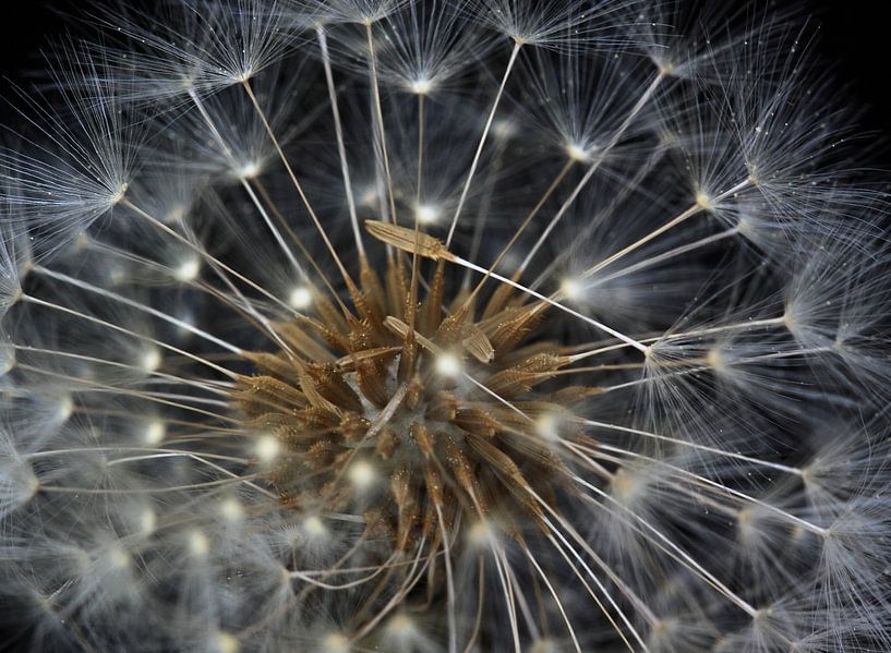 Faded dandelion by MSP Canvas