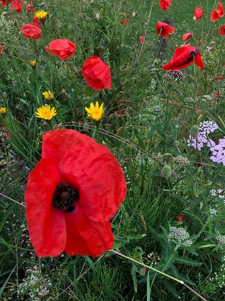 Fleurs sauvages par tania mol