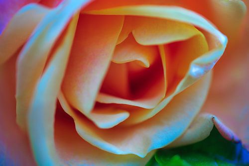 Waar de roos kleuren mogen knallen