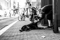 Watching over the pavement