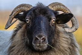 Drents Heideschaap von Marieke Deinum