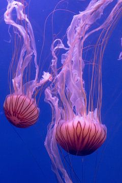 Jolly Jellyfish van Kiki Deurvorst