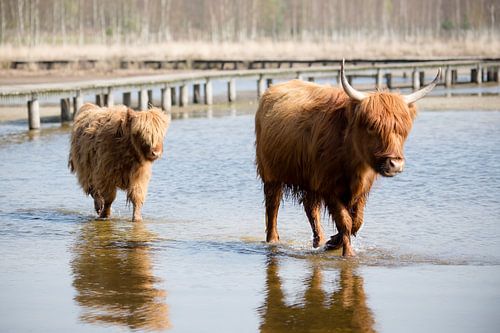 Schottische Highlander im Wasser