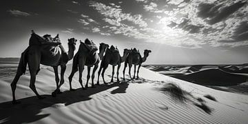 Marche silencieuse avec des chameaux dans les dunes sur Vlindertuin Art