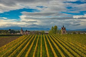 Weinberge mit Blick auf Endingen im Kaiserstuhl
