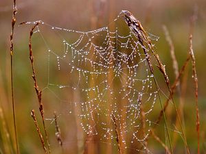 World Wide Web (Spider's Web mit Tropfen)