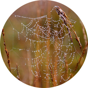 World Wide Web (Spinnenweb met druppels) van Caroline Lichthart