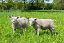 Spring season two newborn white lambs in green meadow by Ben Schonewille