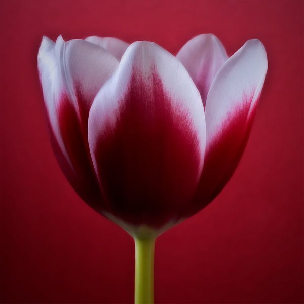 Bloemen canvas foto-kunst schilderij rode tulpen fotografie print online kunst-werk winkel van Nadja Drieling