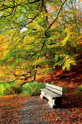 Ein Plätzchen im Herbstwald