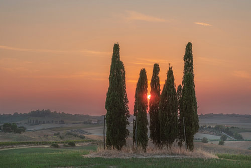 Groupe de cyprès « Orange Sunset » à Bibbona, en Toscane