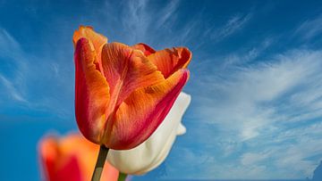 Oranje Tulp van Beeld Creaties Ed Steenhoek | Fotografie en Kunstmatige Beelden