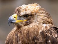 Kaiseradler im Portrait