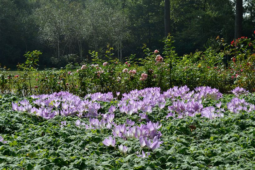 Herfsttijloos  by Susan Dekker
