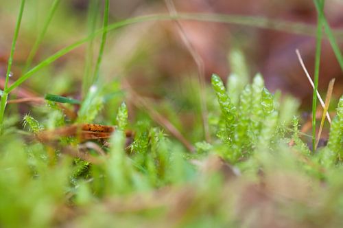 Betoverende bos bodem