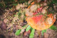 Colour in the forest