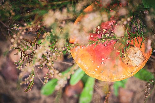 Colour in the forest