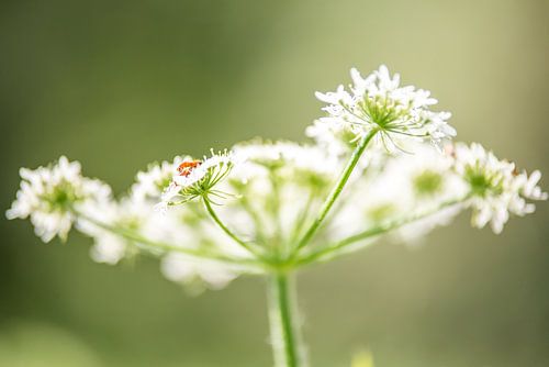 Soldaatje op scherm bereklauw
