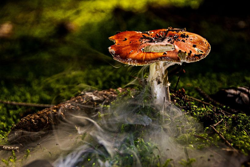 Nature mushrooms by Johnny Flash