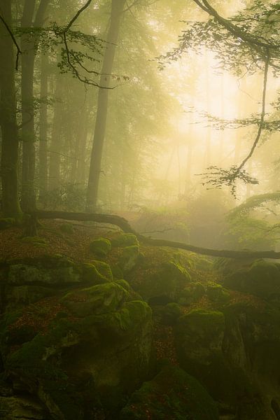 Schöner nebliger Morgen in der Teufelschlucht in der Eifel, Deutschland von Jos Pannekoek