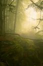 Mooie mistige ochtend in de Teufelschlucht in de Eifel, Duitsland van Jos Pannekoek thumbnail