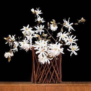 Magnolienzweige