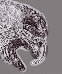 Eagle ( Zeichnung geändert )