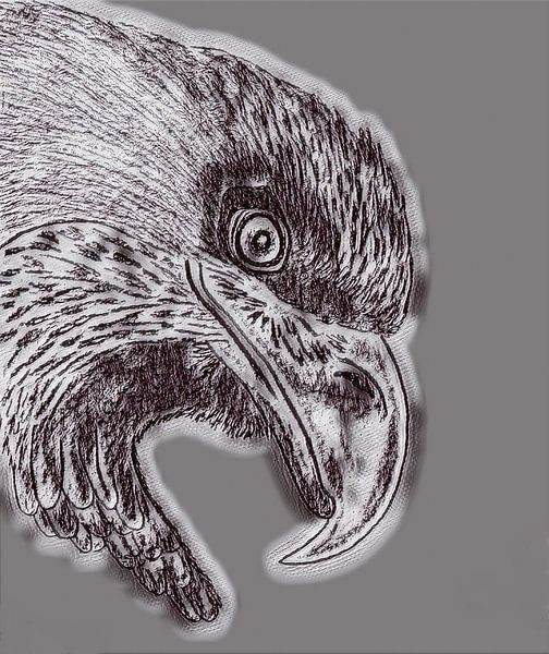 Eagle ( Zeichnung geändert ) von Jose Lok