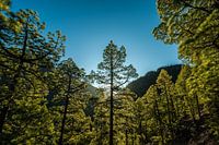 Pine forest in sunlight in a volcanic crater on La Palma