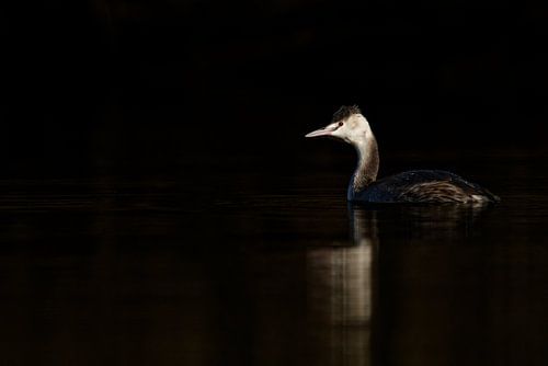Jonge fuut in het spotlicht