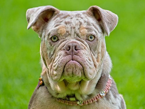 Alte Englische Bulldogge Welpe