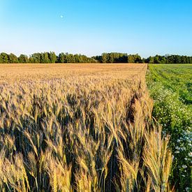 Weizenfelder im Sommer von Yevgen Belich
