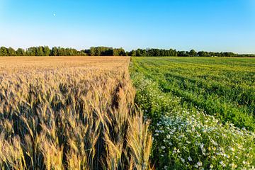 Fields of wheat in summer time by Yevgen Belich