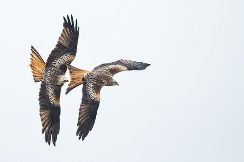 Rode Wouwen in duikvlucht in Engeland