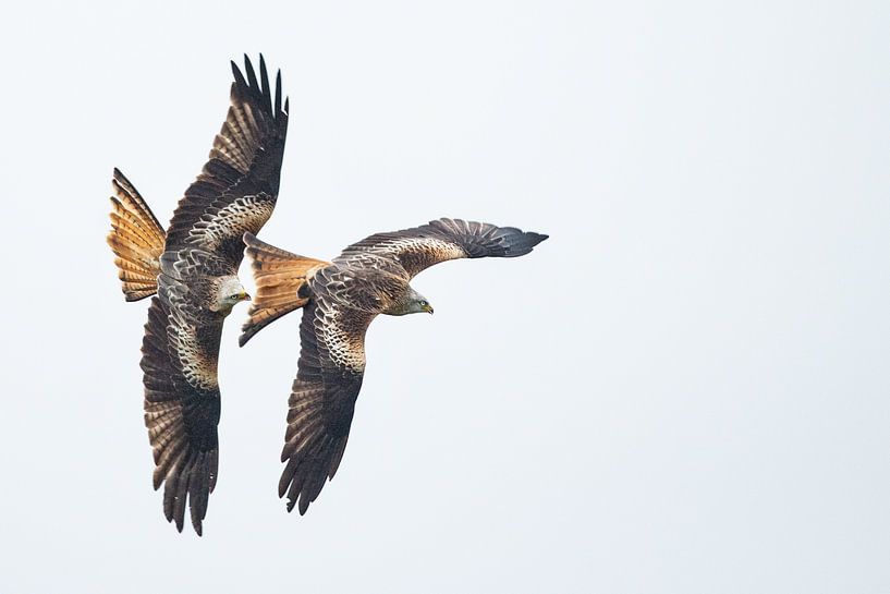 Rode Wouwen in duikvlucht in Engeland van Jeroen Stel