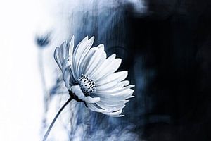 Cosmea, digital art in wit/blauwe tinten.
