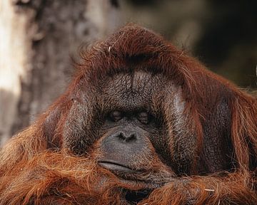 orangutan by Lynn Meijer