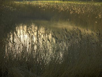 Roseaux dans la brume matinale