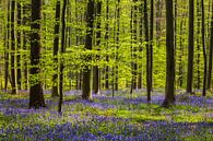 Spring Forest with Harebells by Daniela Beyer thumbnail