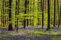 Spring Forest with Harebells