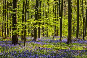 Lentebos met Harebells van Daniela Beyer