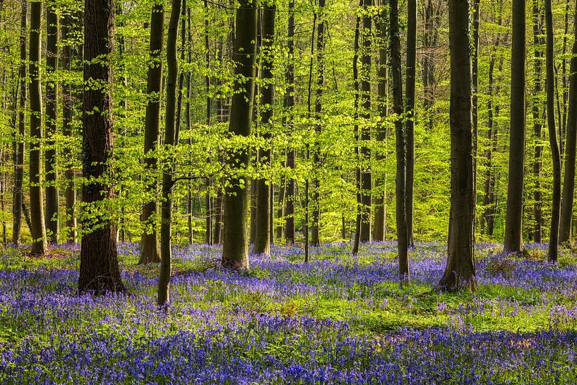 Spring Forest with Harebells by Daniela Beyer
