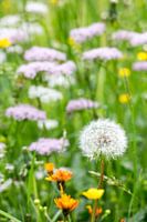Dandelion
