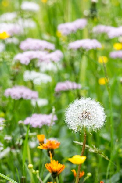 Pusteblume von Coen Weesjes