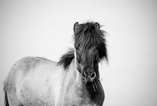 Icelander Black white