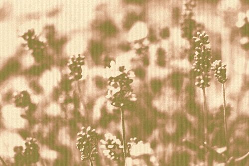 Lavendelbloemen in zachte pasteltinten. Moderne abstracte botanische kunst van Dina Dankers